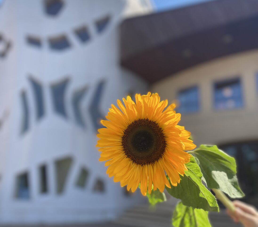 Sonnenblume mit dem Schulgebäude im Hintergrund